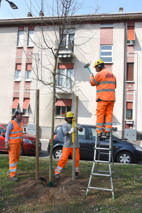 Legambiente Brescia Messe A Dimora Sette Nuove Piante Di Acero Nel