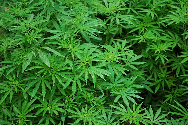 Trovata cannabis sul fiume al via le indagini