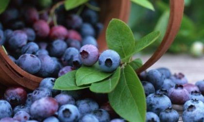 14 cibi che aiutano a non ingrassare