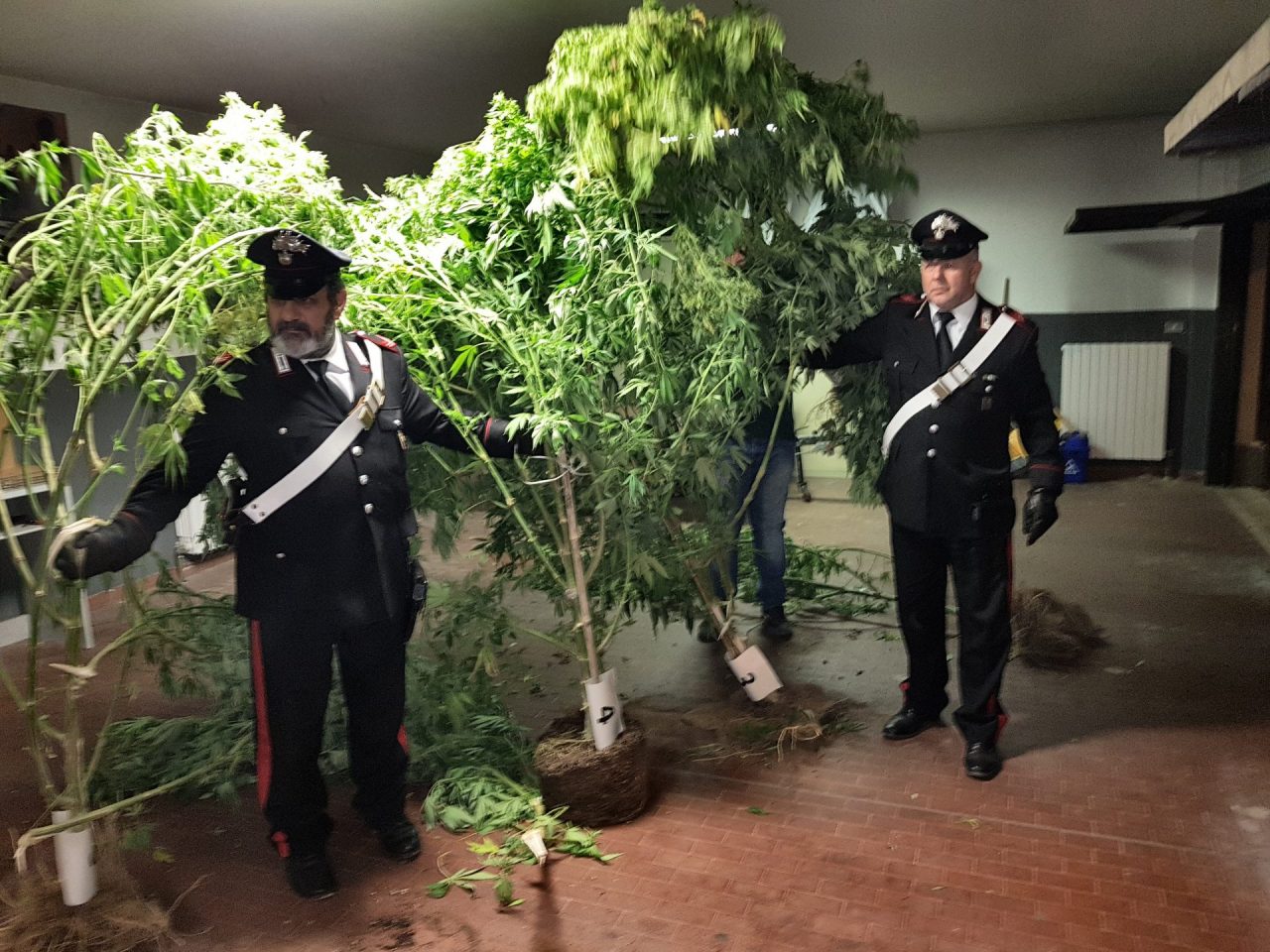 Piantagione di marijuana vicino all’oratorio Due arresti