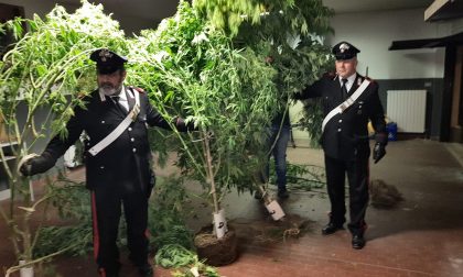 Piantagione di marijuana vicino all'oratorio Due arresti