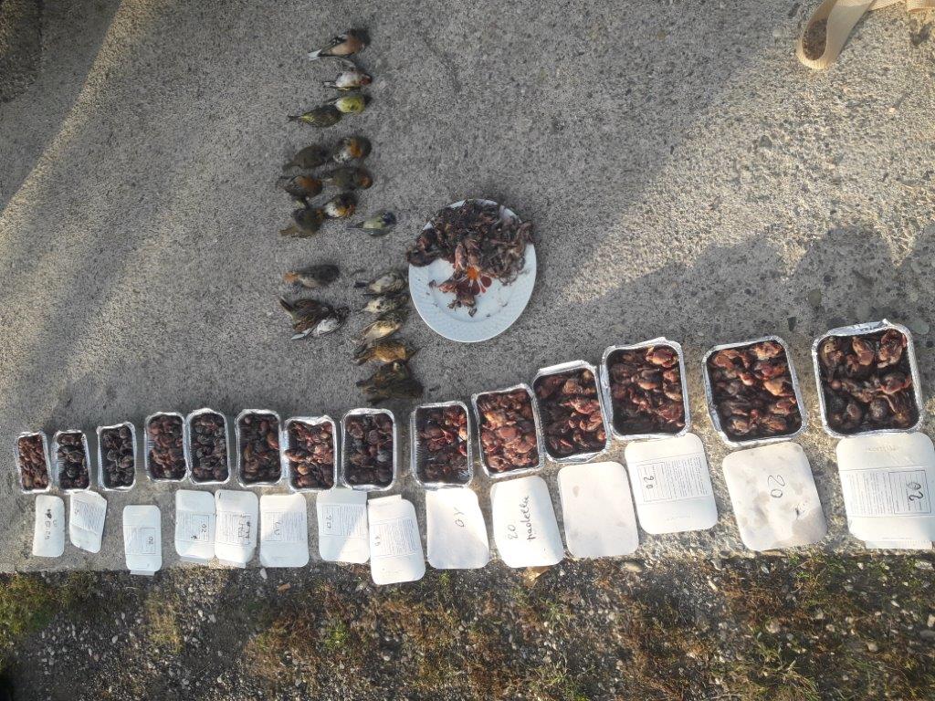 Carabinieri forestali sempre all’opera