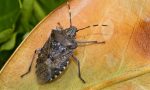 Caldo anomalo natura in tilt