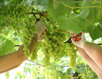 25enne ruba un po’ d’uva. Il proprietario spara