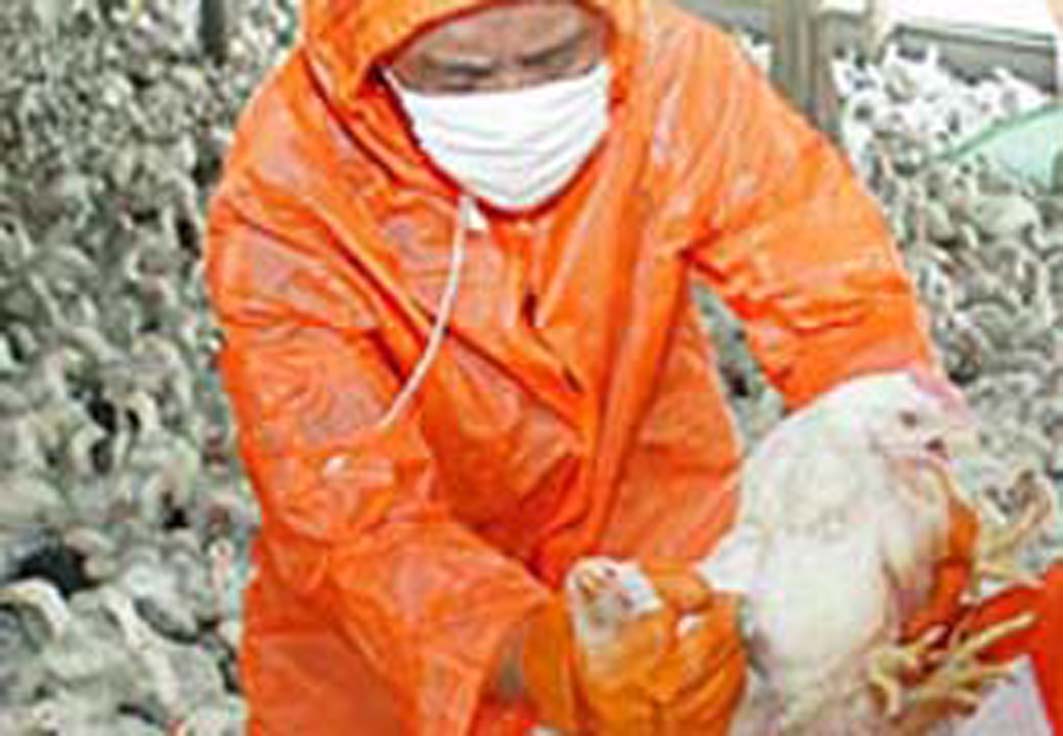 Nuovo allarme influenza aviaria