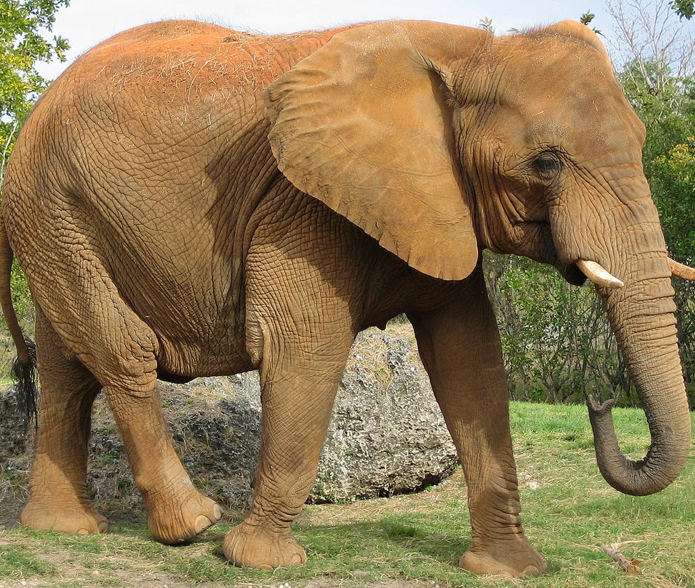 L’elefante nato a Montichiari