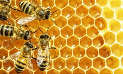 A Mantova un hotel per api solitarie