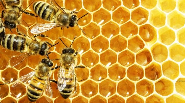 A Mantova un hotel per api solitarie