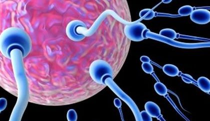 Al maschio italiano si sono dimezzati gli spermatozoi. Perchè?