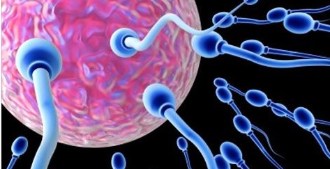 Al maschio italiano si sono dimezzati gli spermatozoi. Perchè?