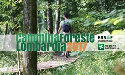 Alla scoperta delle foreste lombarde