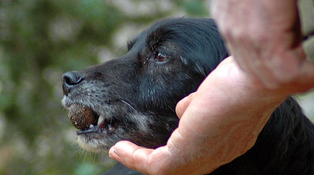 Allarme a Castenedolo: cibo avvelenato in strada