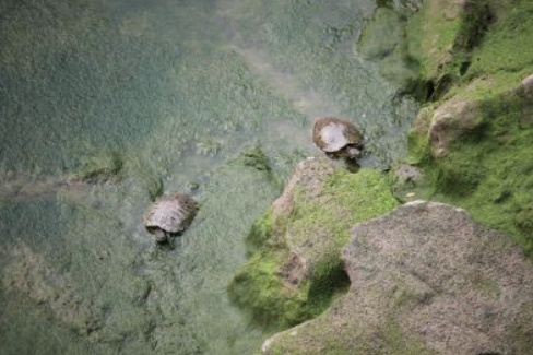 Alleva tartarughe. Denunciato allevatore abusivo