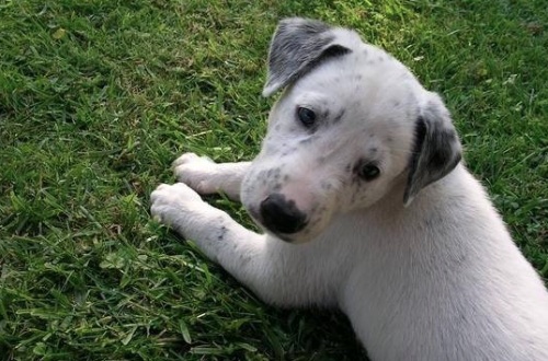 Amici pelosi al Centro Fiera per tutto il weekend!