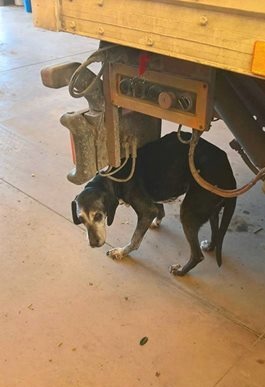 Ananda è stata ritrovata, purtroppo è morta