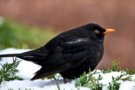 Anche la merla perde i colpi