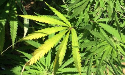 Arrestato spacciatore, coltivava marijuana