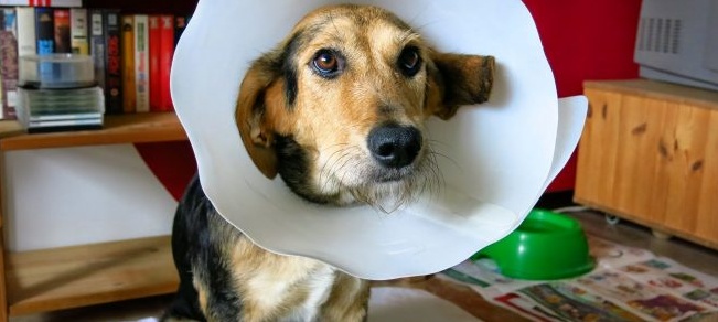 Arriva la prima mutua degli animali. Assicurazione per le spese bestiali