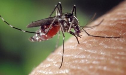 Febbre Dengue, due casi sospetti in zona: il piano predisposto dal Comune di Brescia