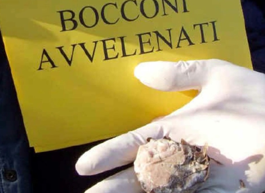 Avvelenare i cani per fare razzia in casa?