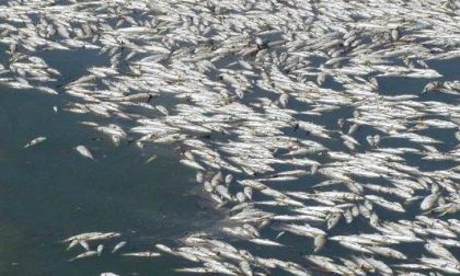 Pesce contaminato ritirato dal mercato per l'eccesso di istamina. Allerta salute