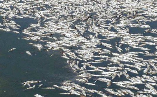 Pesce contaminato ritirato dal mercato per l’eccesso di istamina. Allerta salute