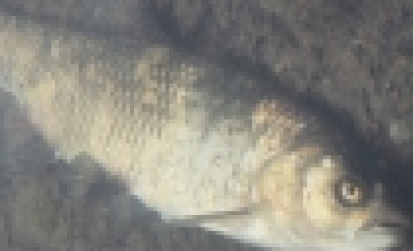 Bedizzole. Moria di pesci, scoperta la causa