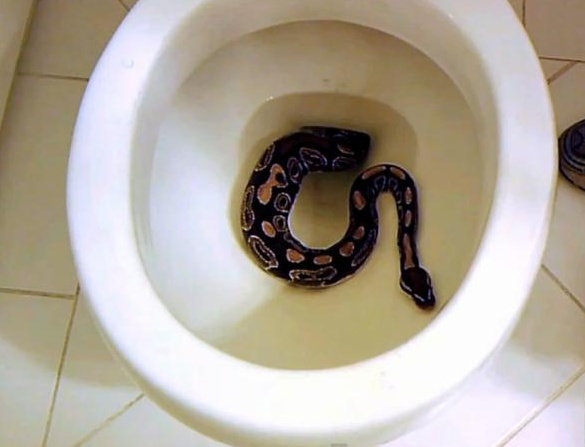 Biscia in casa: dalla porta principale al bidet