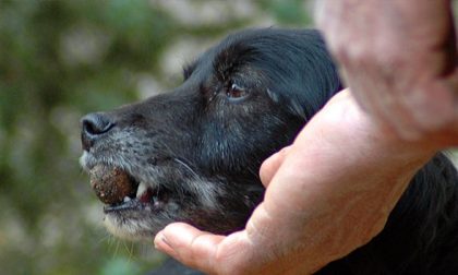 Bocconi avvelenati nel parco: muore un cane