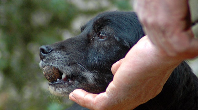 Bocconi avvelenati nel parco: muore un cane
