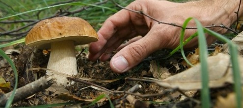 La festa del fungo e della castagna di Pisogne si rivela un successo