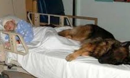 CANI E GATTI ALL’OSPEDALE AL FIANCO DEL PADRONE MALATO (cosa ne pensate?)