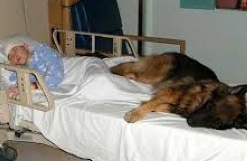 CANI E GATTI ALL’OSPEDALE AL FIANCO DEL PADRONE MALATO (cosa ne pensate?)