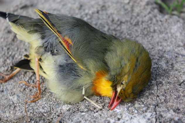 Cacciatori bresciani: 1.200 uccellini morti