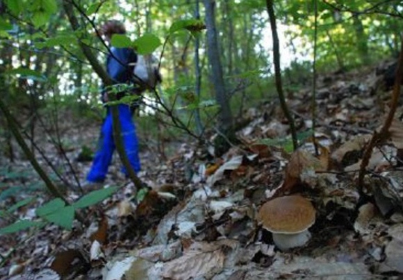 Caduta mentre cercava i funghi, Flora sta meglio