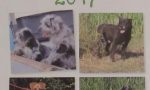 Calcinato: cani in posa per il calendario 2017!