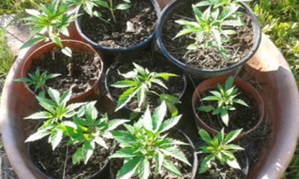 Calcinato: piante di marijuana in via Morelli