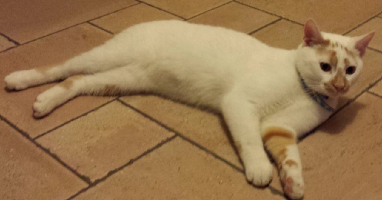 Calcinato, smarrito un gattino bianco in via Gramsci, l’appello dei proprietari