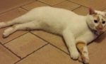 Calcinato, smarrito un gattino bianco in via Gramsci, l'appello dei proprietari