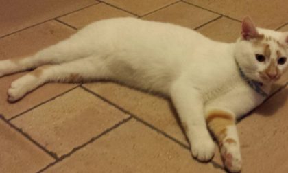 Calcinato, smarrito un gattino bianco in via Gramsci, l'appello dei proprietari