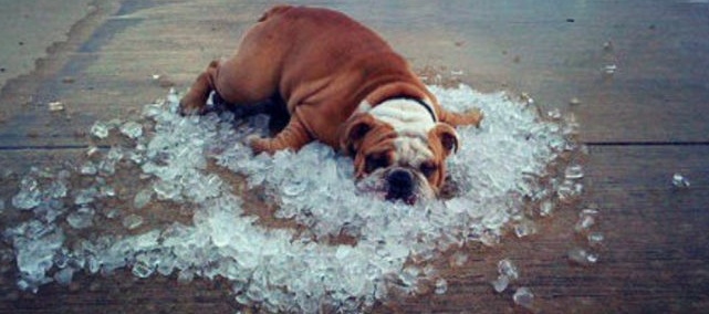 Caldo insopportabile, ridiamoci su