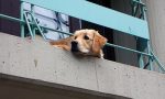 Cane sul balcone? Meglio di no