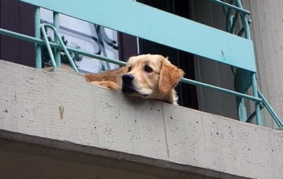 Cane sul balcone? Meglio di no