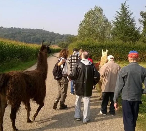Pet therapy, ora la terapia si fa con i lama
