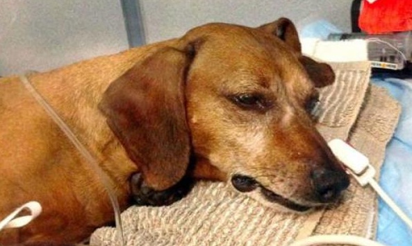 Cani «ingozzati» di crocchette: è di nuovo allarme