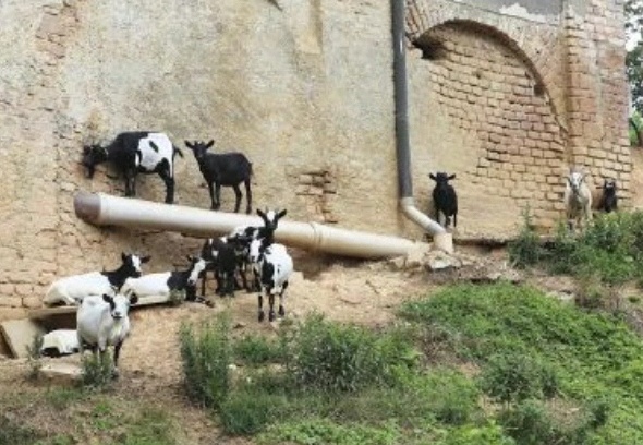 Caprette sulla provinciale: salve grazie alla Locale