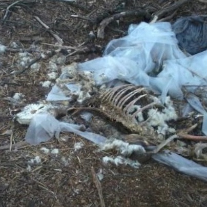 Carcasse di pecore sul Chiese, è mistero