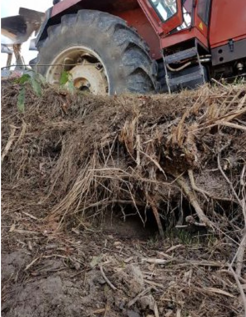 Allarme nutrie nella cittadina del Chiese, il sindaco autorizza la cattura