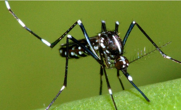Trattamento anti zanzare gratuito a Castiglione