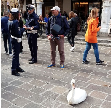 Cigno preso a calci sul lungolago